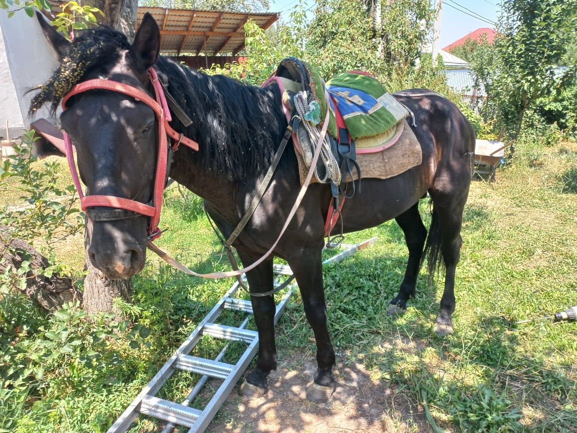 Продам ездового жеребца.