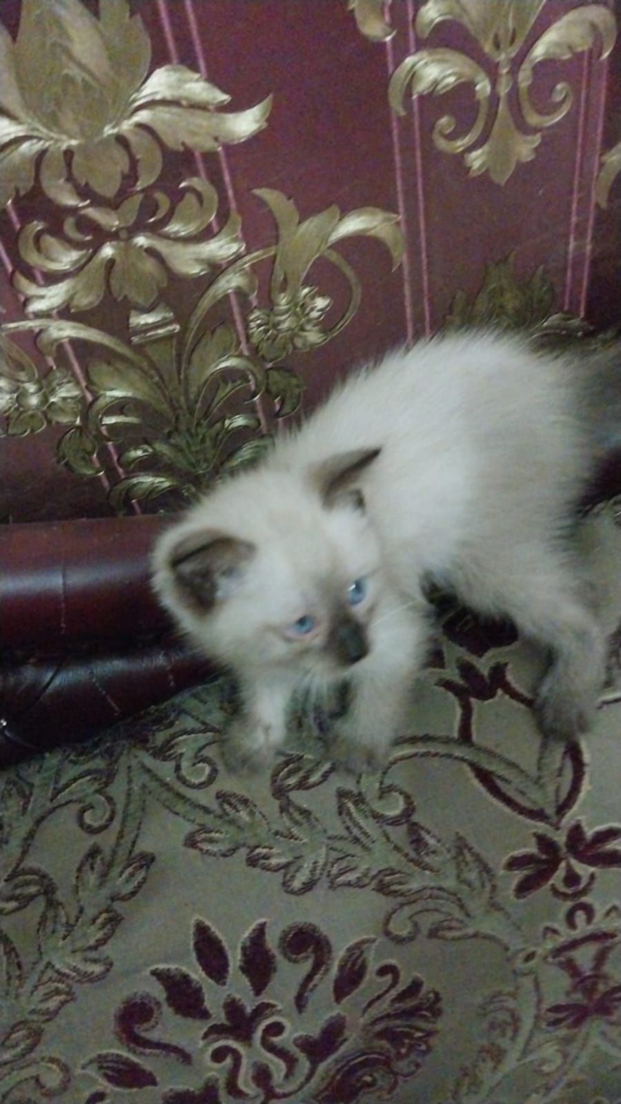 Отдам спасённого котенка