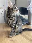 Котёнок бесплатно