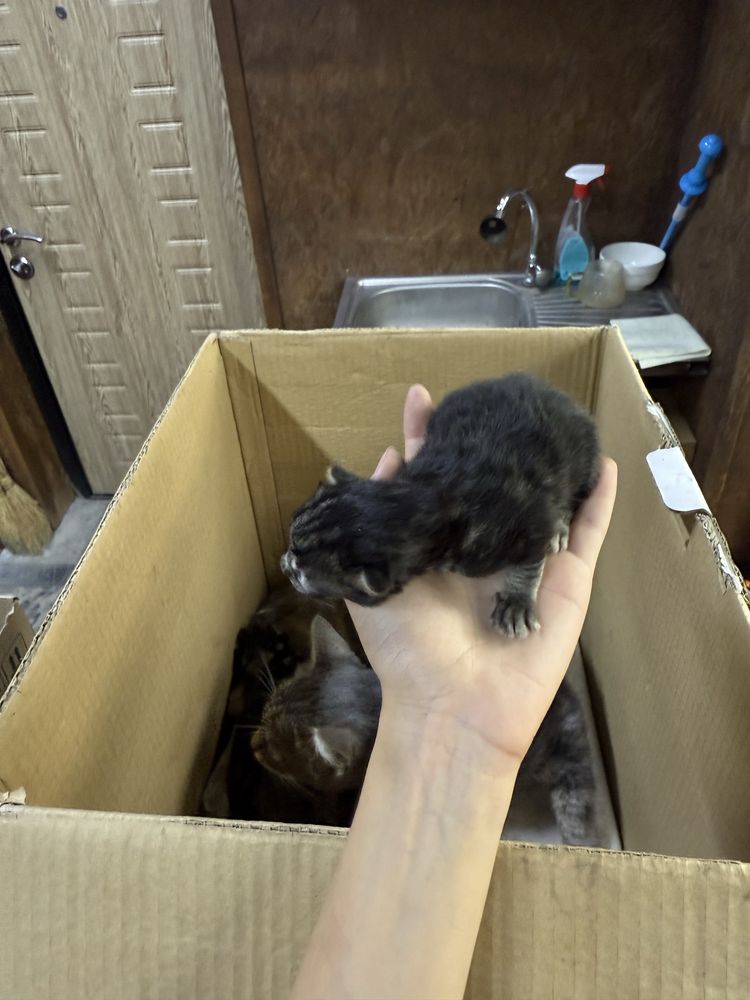 Отдам котенка , котят, кошку