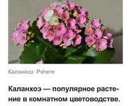 Цветы коланхоэ