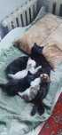 Отдам домашних котят в добрые руки!
