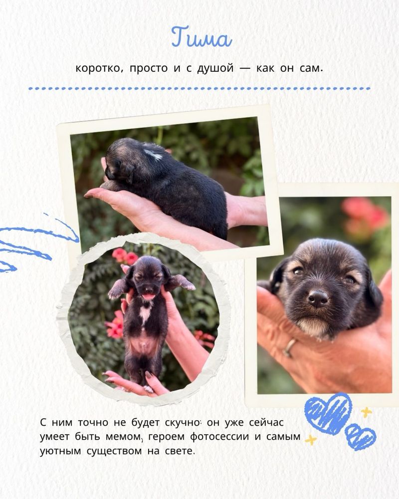 Щенки БЕСПЛАТНО в городе Алматы