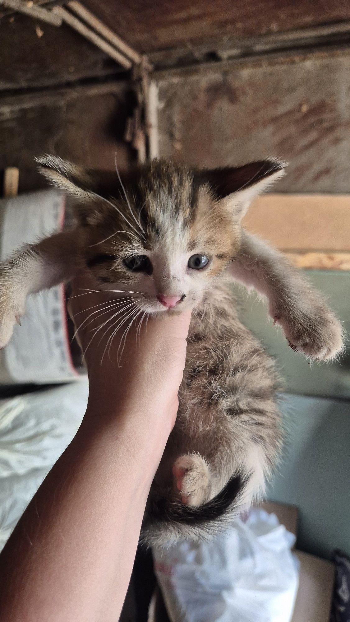 Котята бесплатно