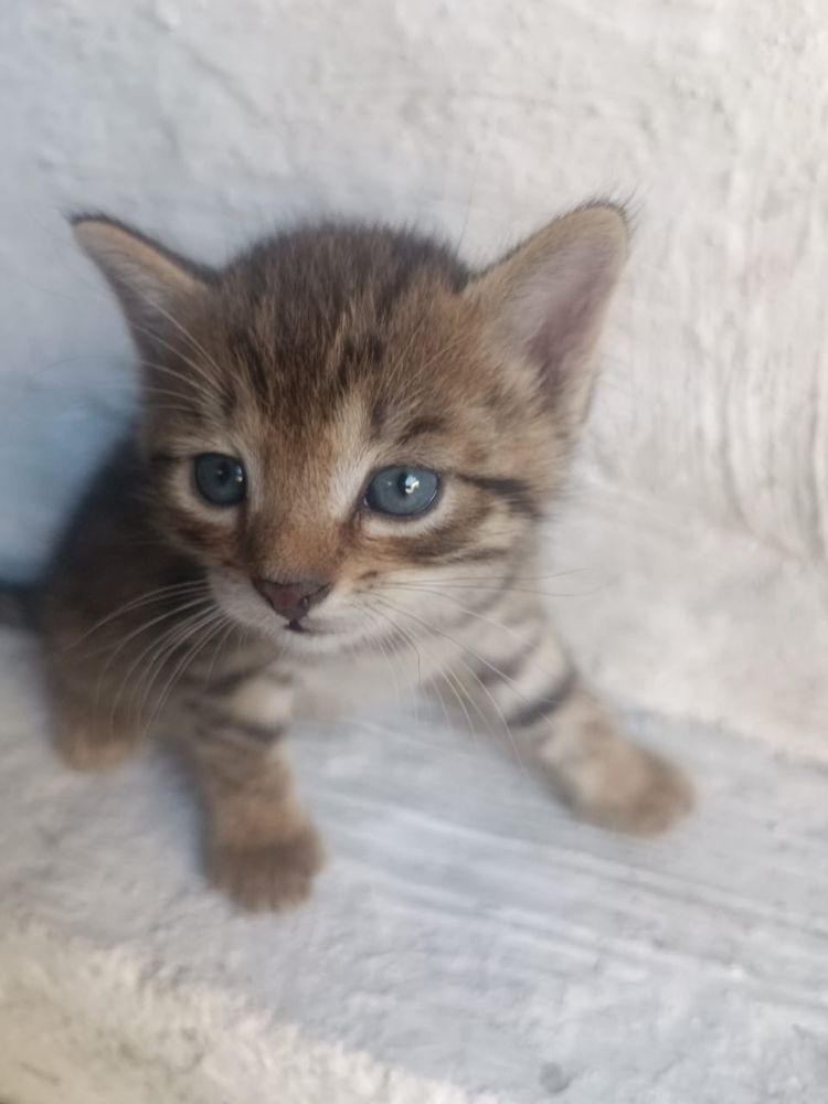 Котята отдам бесплатно