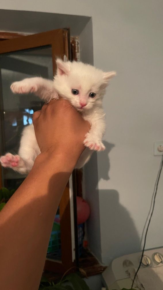 Котята  домашние