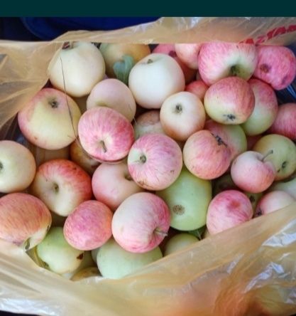 Продам яблоки домашние