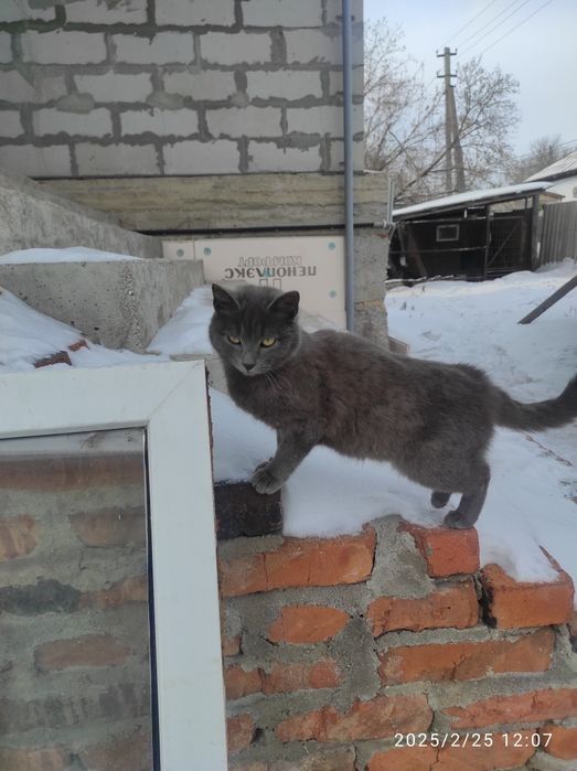 Отдам котят, красивые, умные, здоровые стерилизованные
