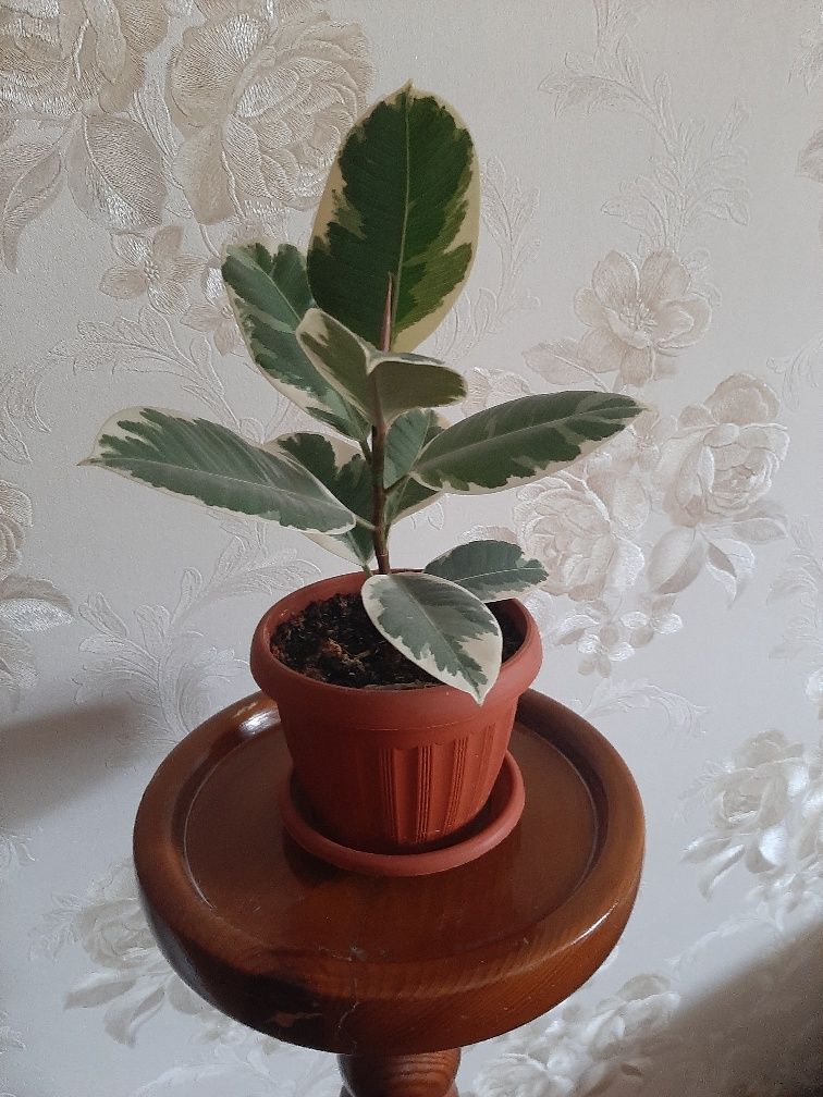 Продам фикус каучуконосный