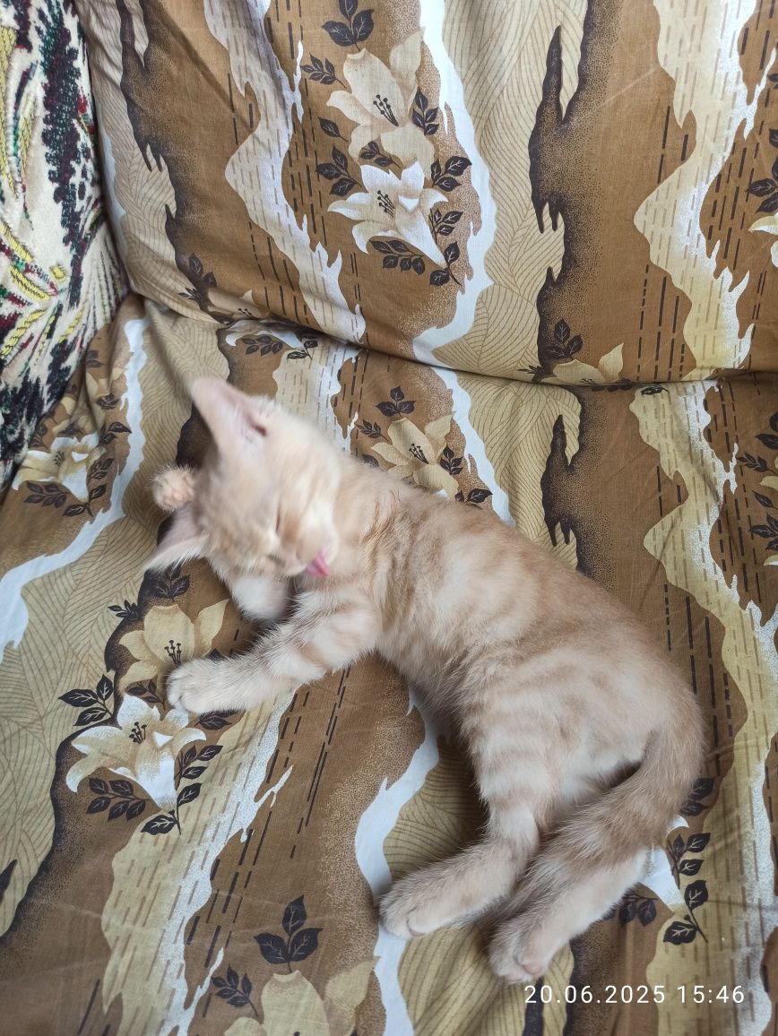 Отдам даром котенка