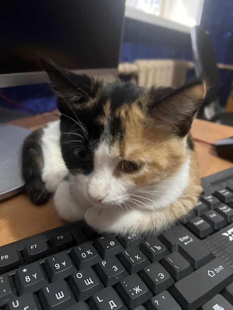 Отдам котенка срочно