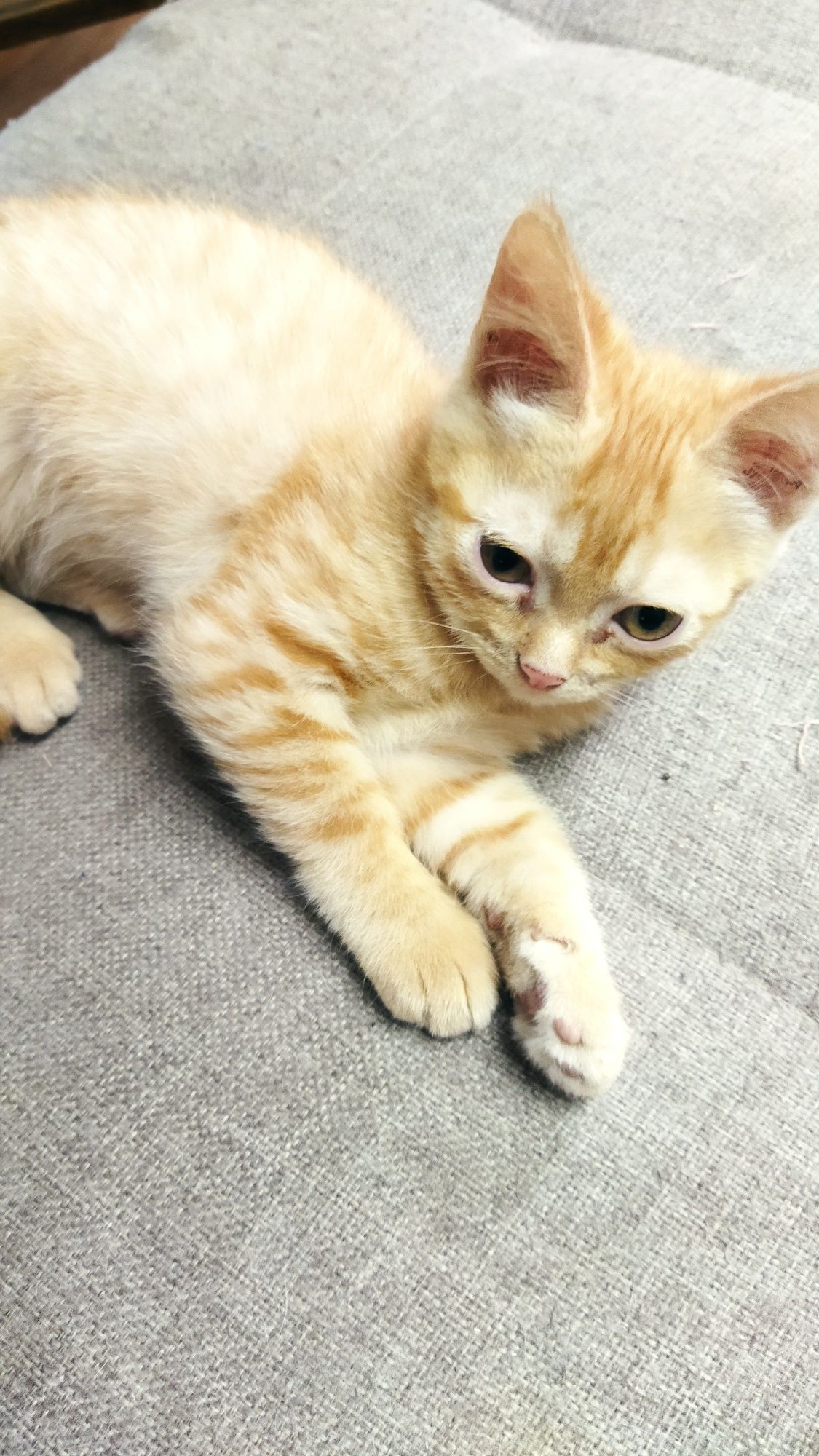 Котенок трёхмесячный!