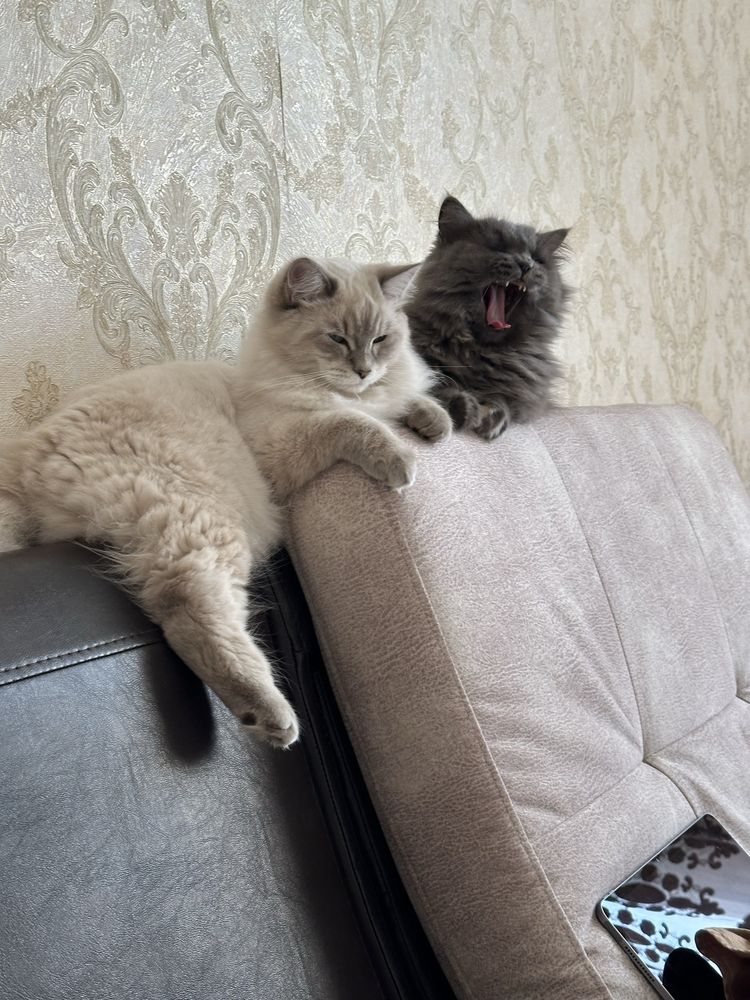 Британский длинашерстная кошка и кот.