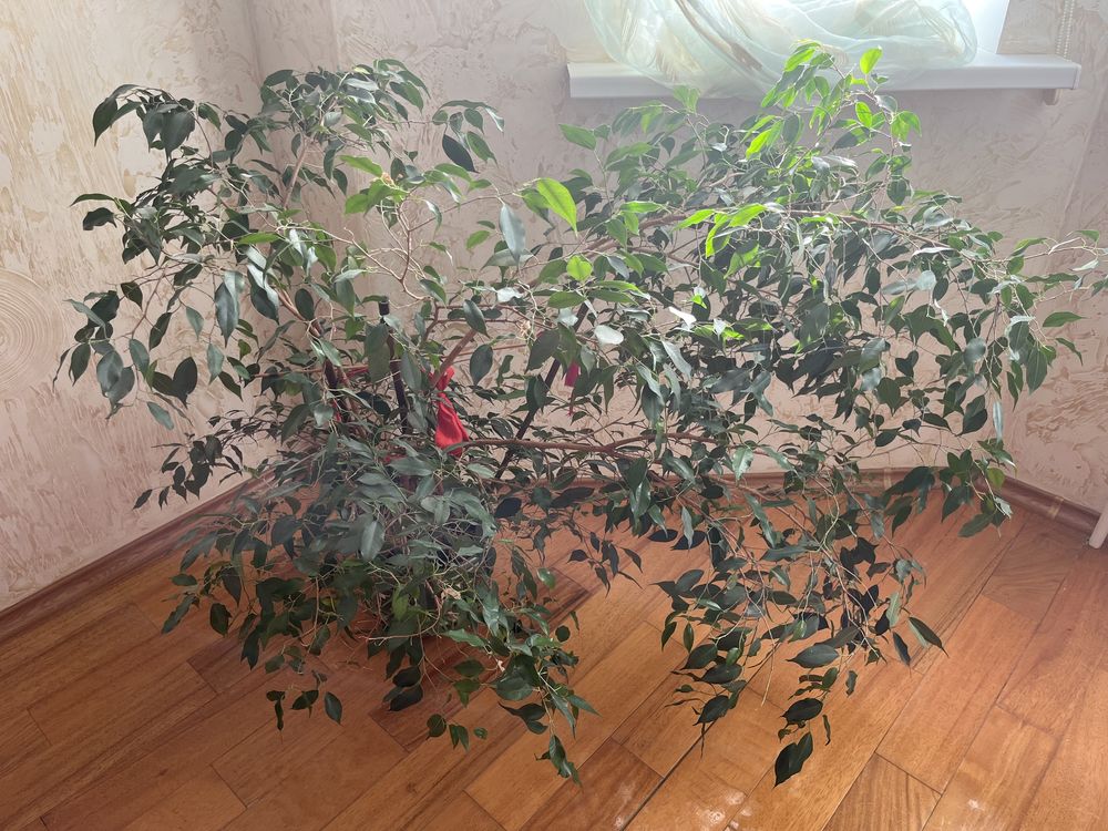 Комнатные цветы