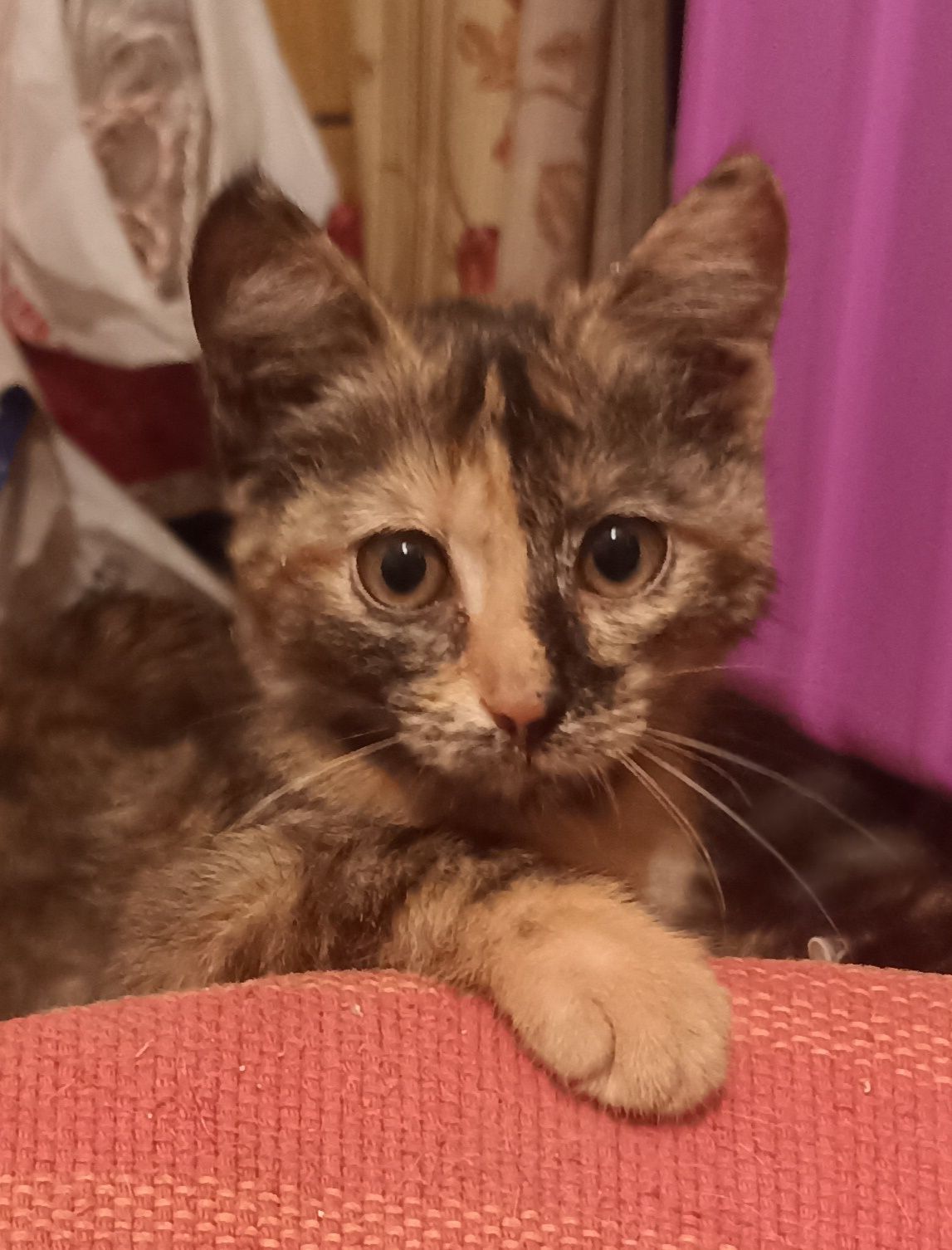 Котята! Пацанчик и девочка!