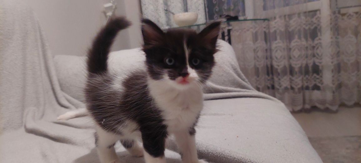 Котят в хорошие руки