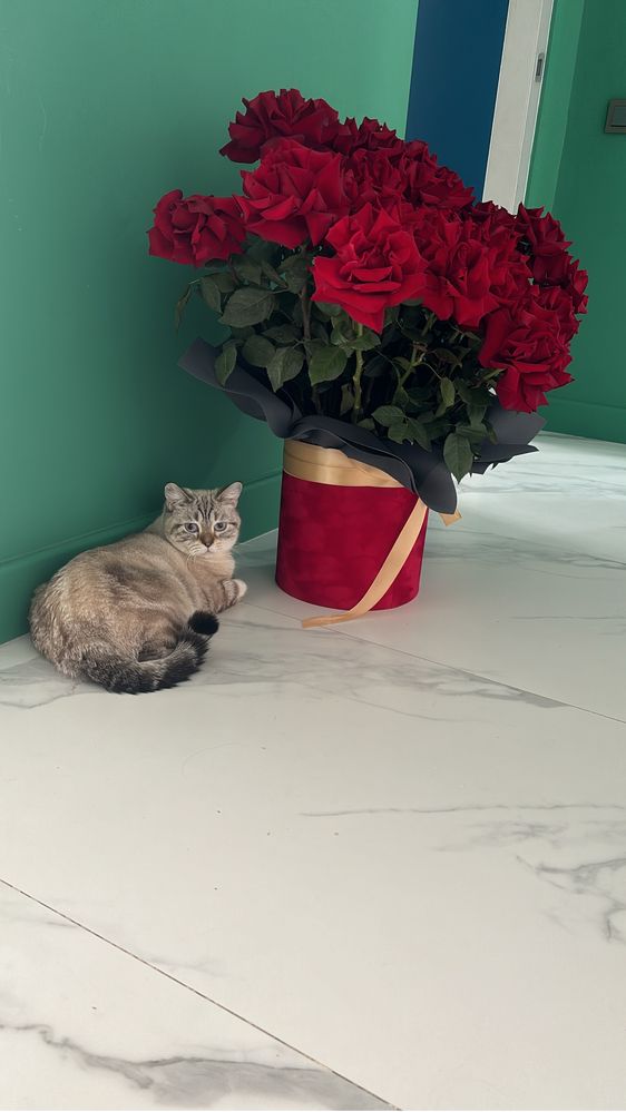 Красивая кошка ищет семью.