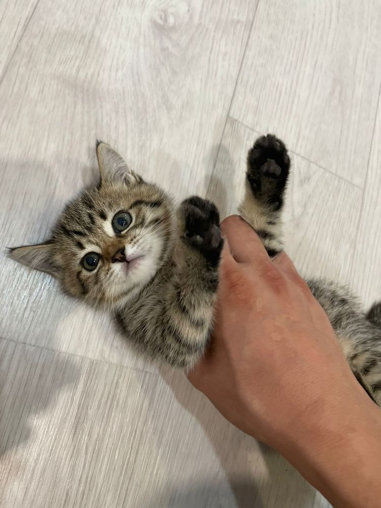 Котята два месяца