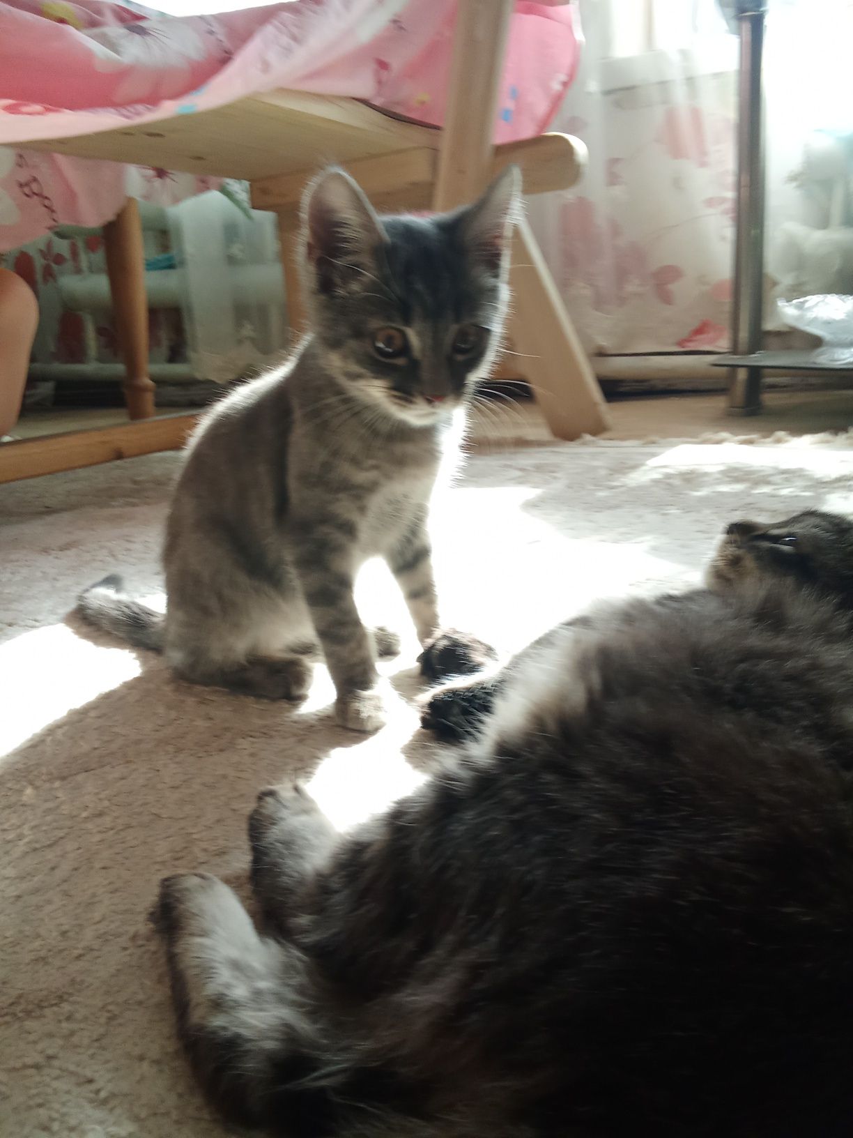 Котята мужики супер