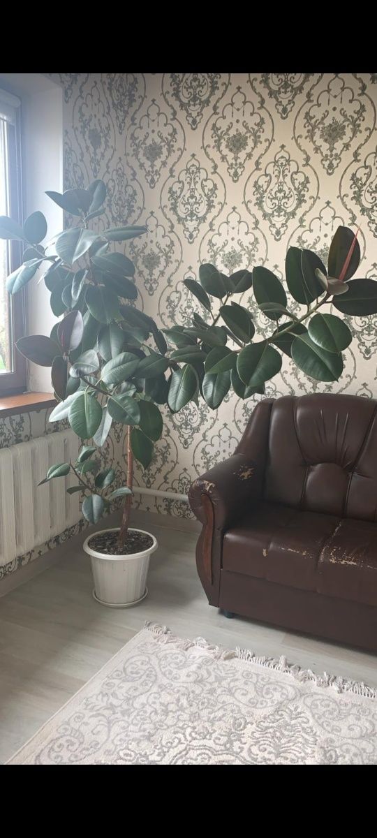 Продам фикус в ухоженном состоянии