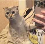 Кошечка бесплатно