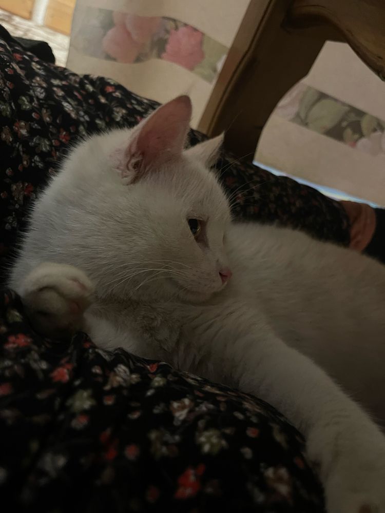 подарю белого кота