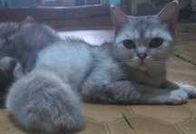 Котята шотландские