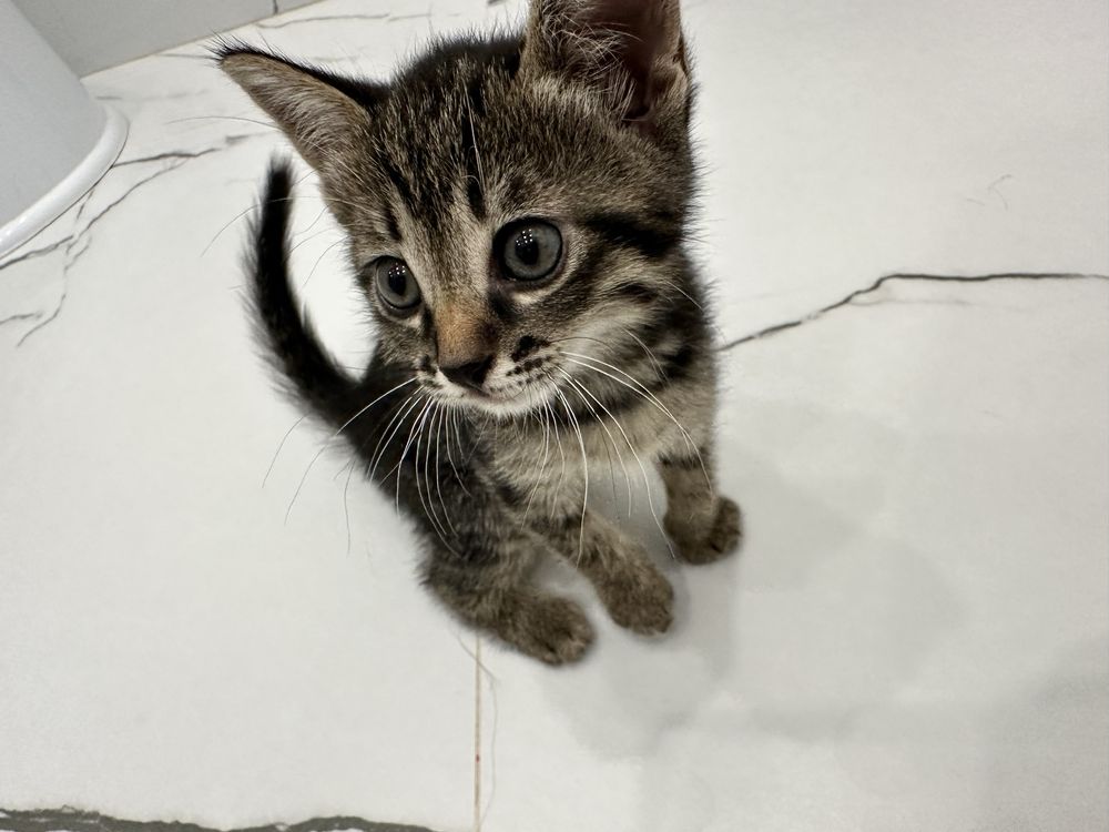 Котята британские