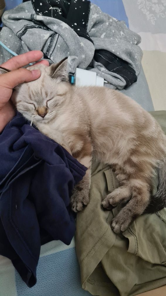Шотладский котик, 3 месячный котёнок