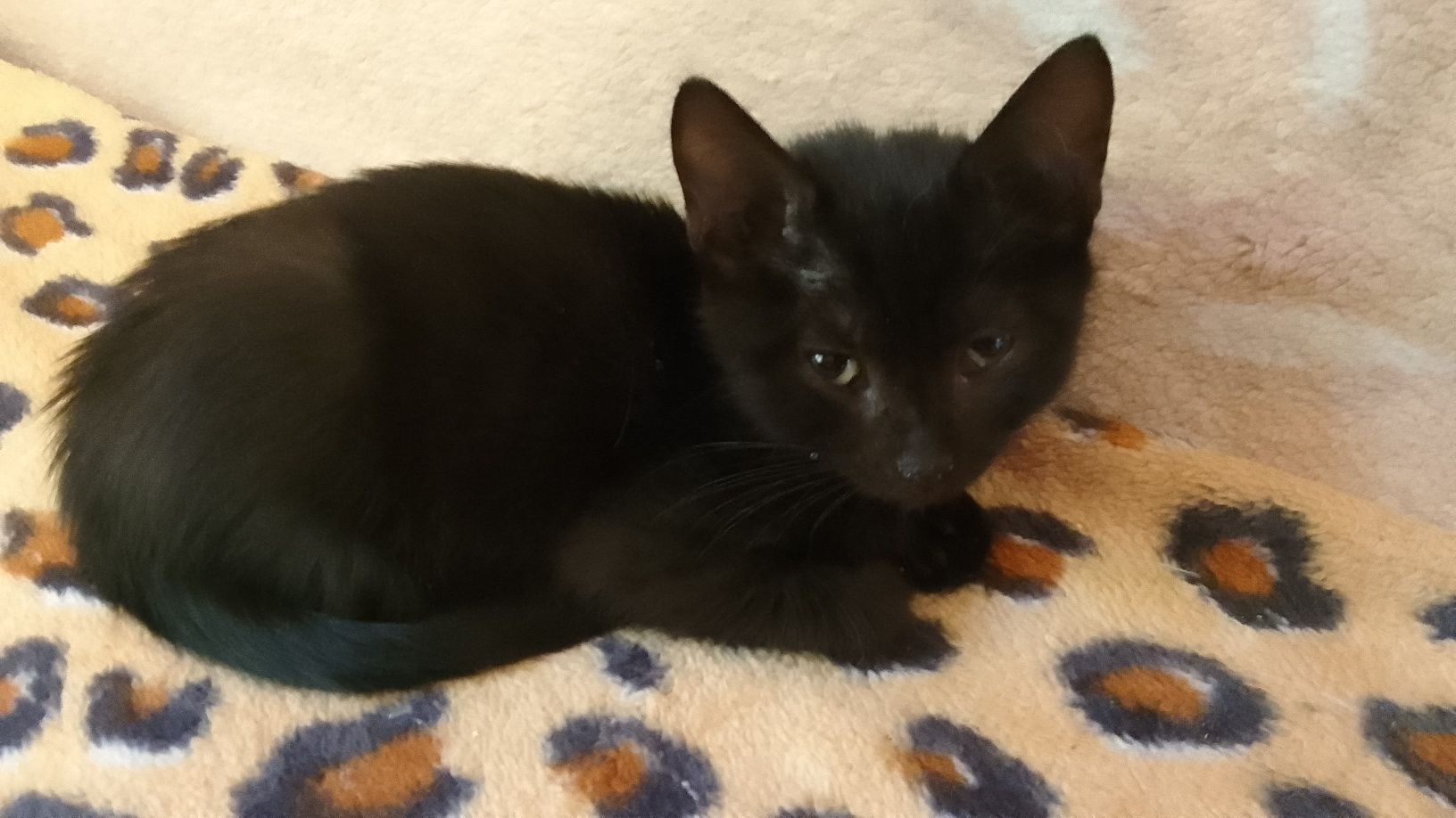 Мальчик котёнок в заботливые руки