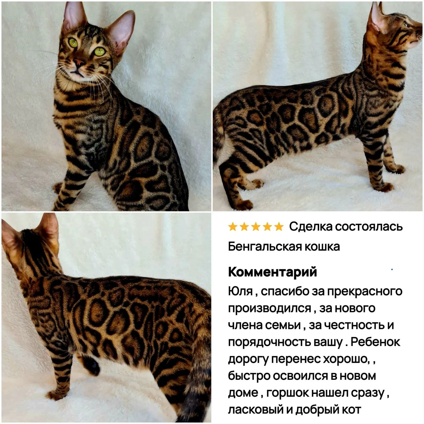 Бенгальские котята шоу класса