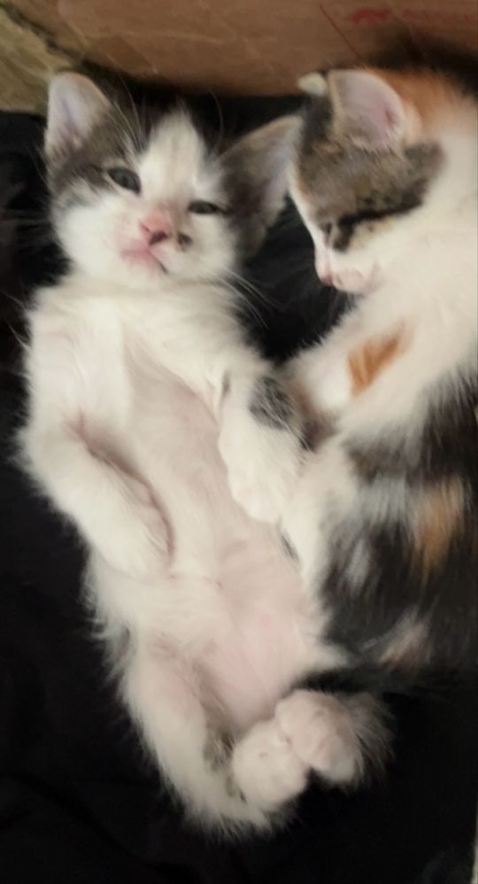 отдам котят в добрые руки