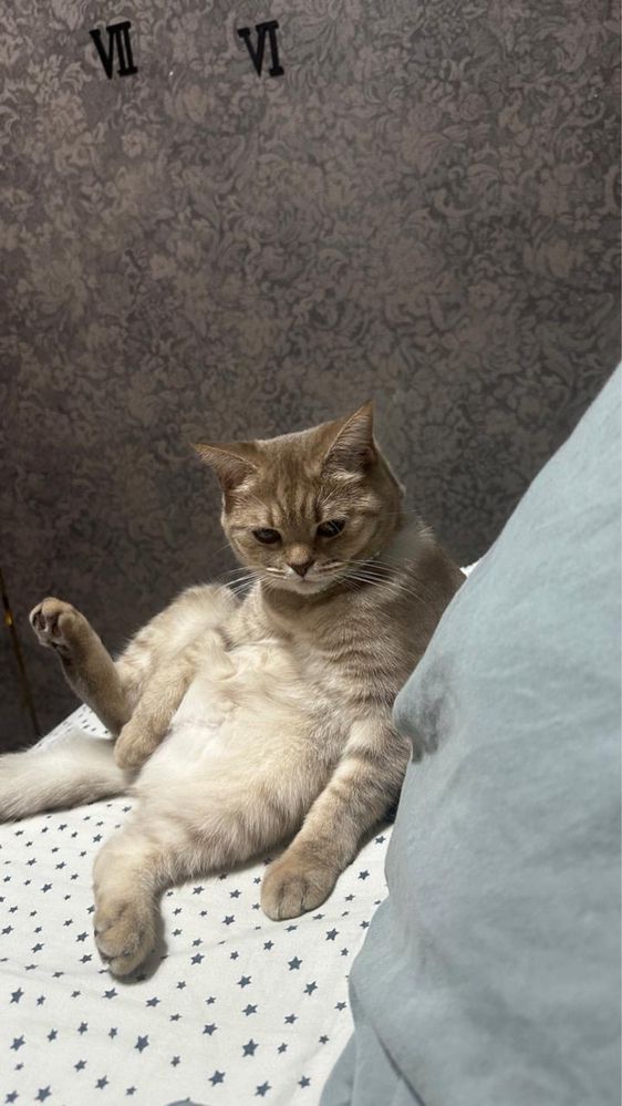 Нужен кот для вязки