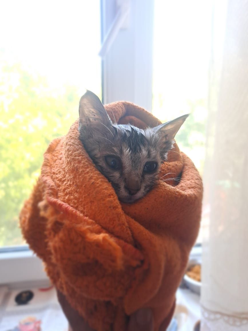 Котенок(около2мес)