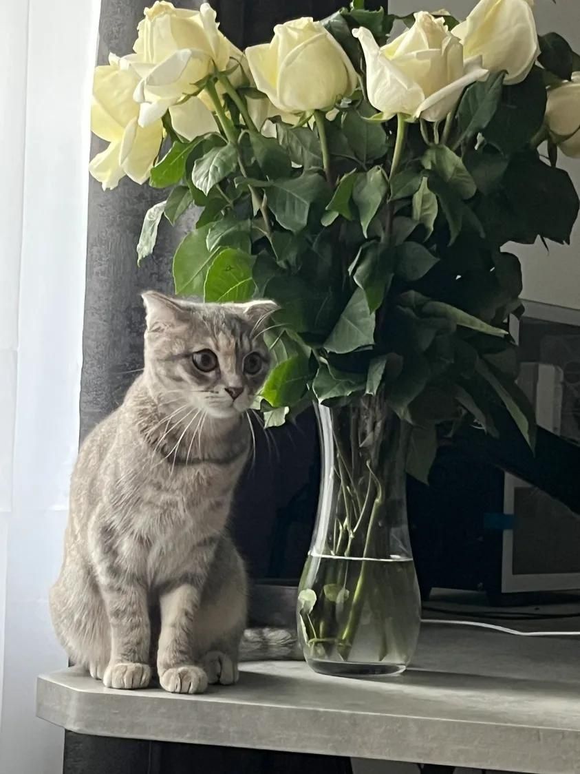 Отдам кошку в добрые руки