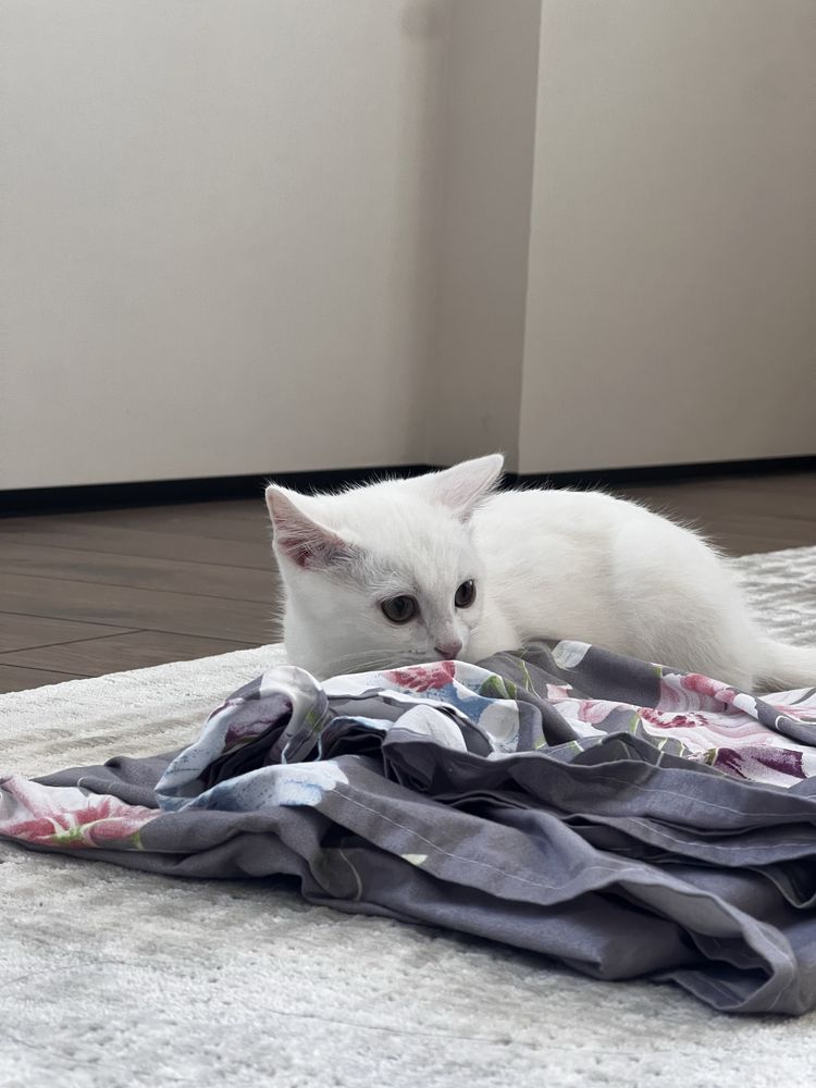 Кот, Као Мани 3 месяца