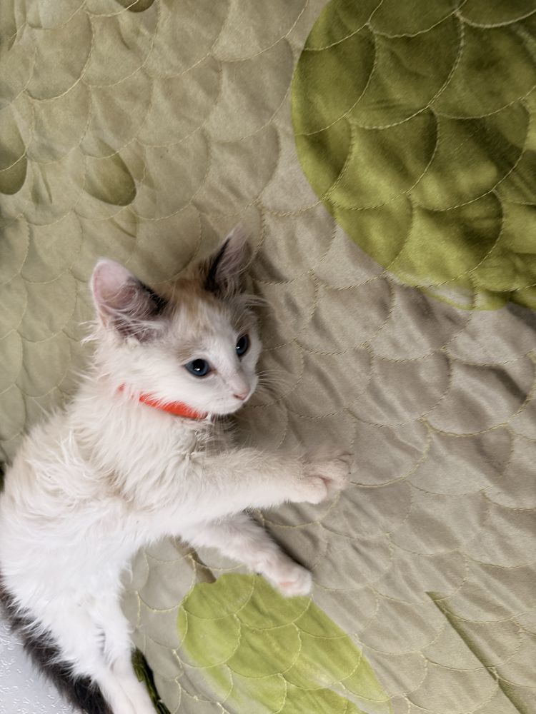 Котенок бесплатно.