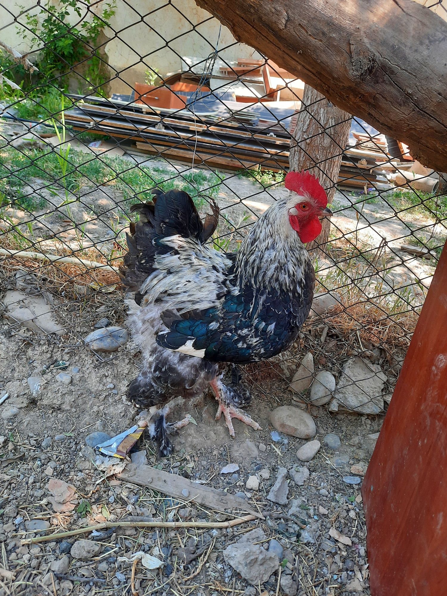 Брама кораз 8 айлык