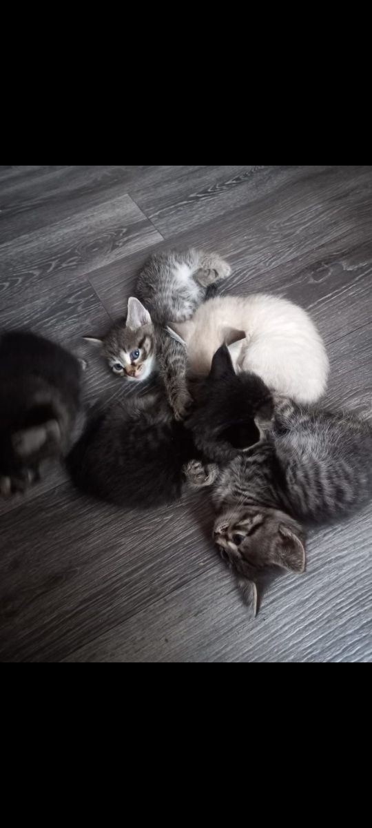 Отдам котят в хорошие руки