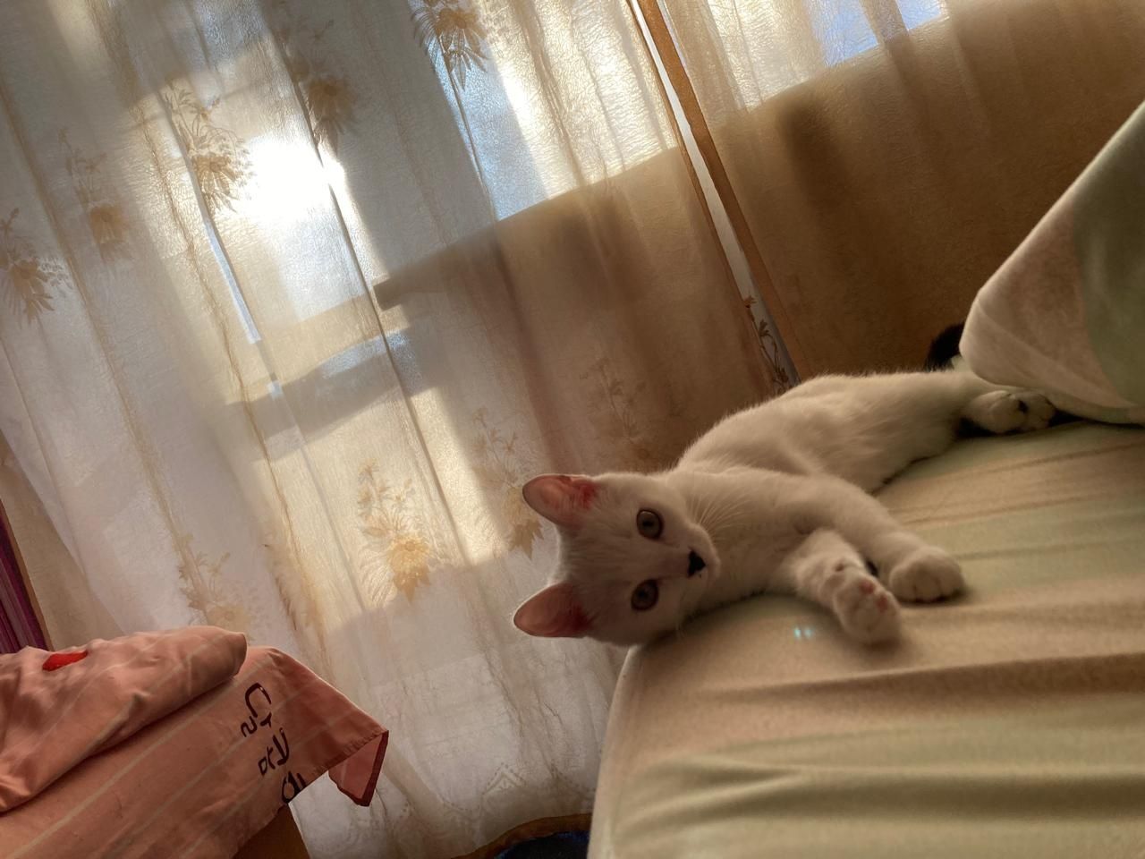 Отдам кошечку в добрые, ответственные руки!