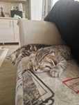 Котёнок 2 месяца