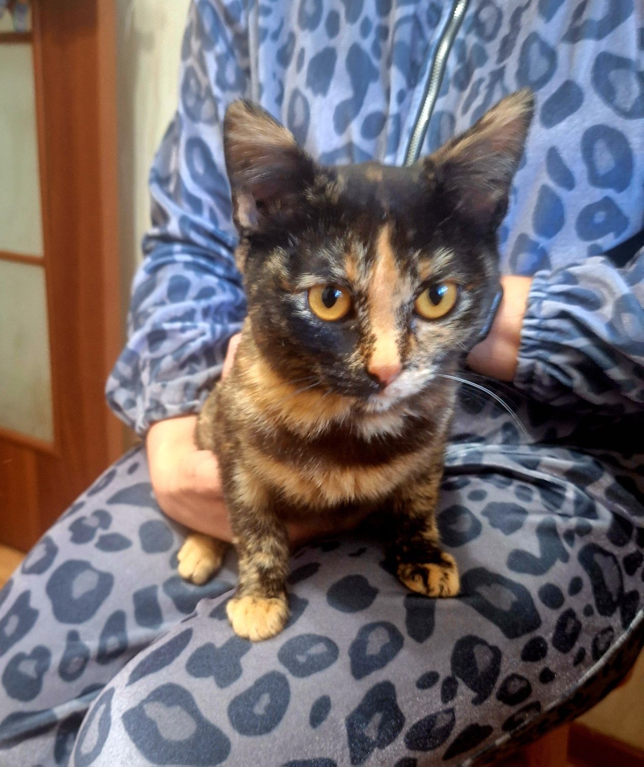 Миниатюрная кошечка Алиса .5 месяцев .Стерилизована