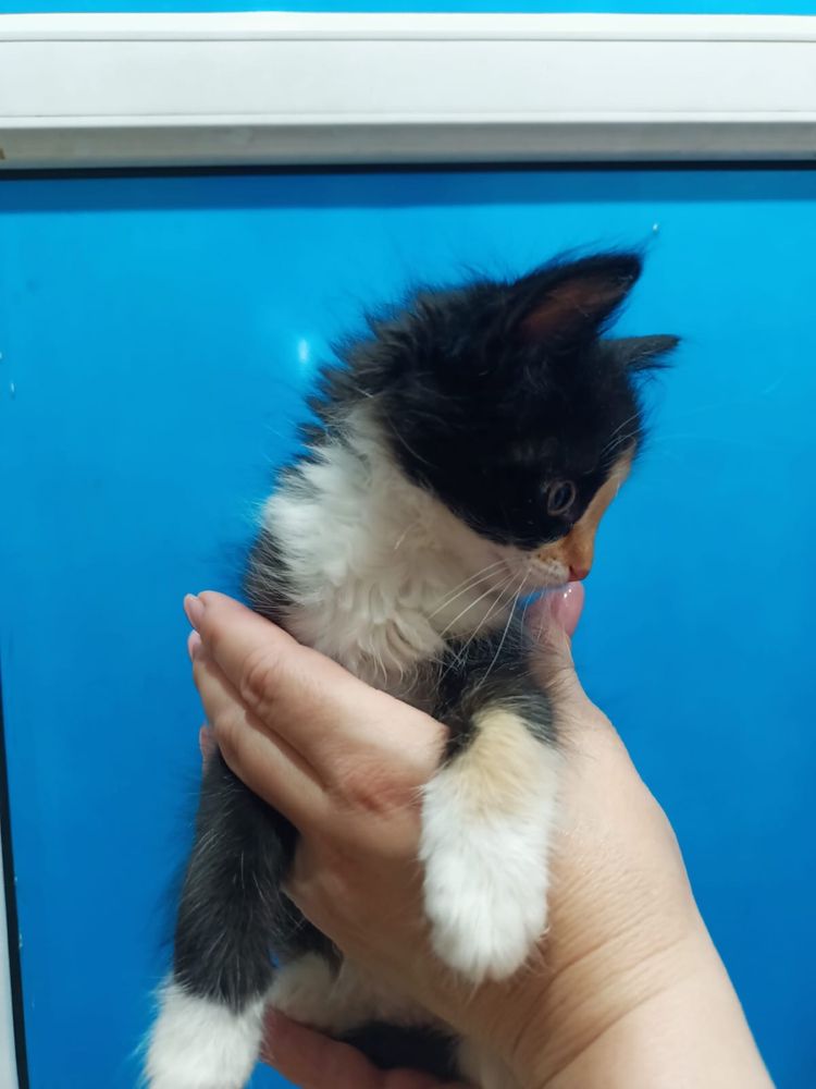 Отдам котёнка в хорошие руки