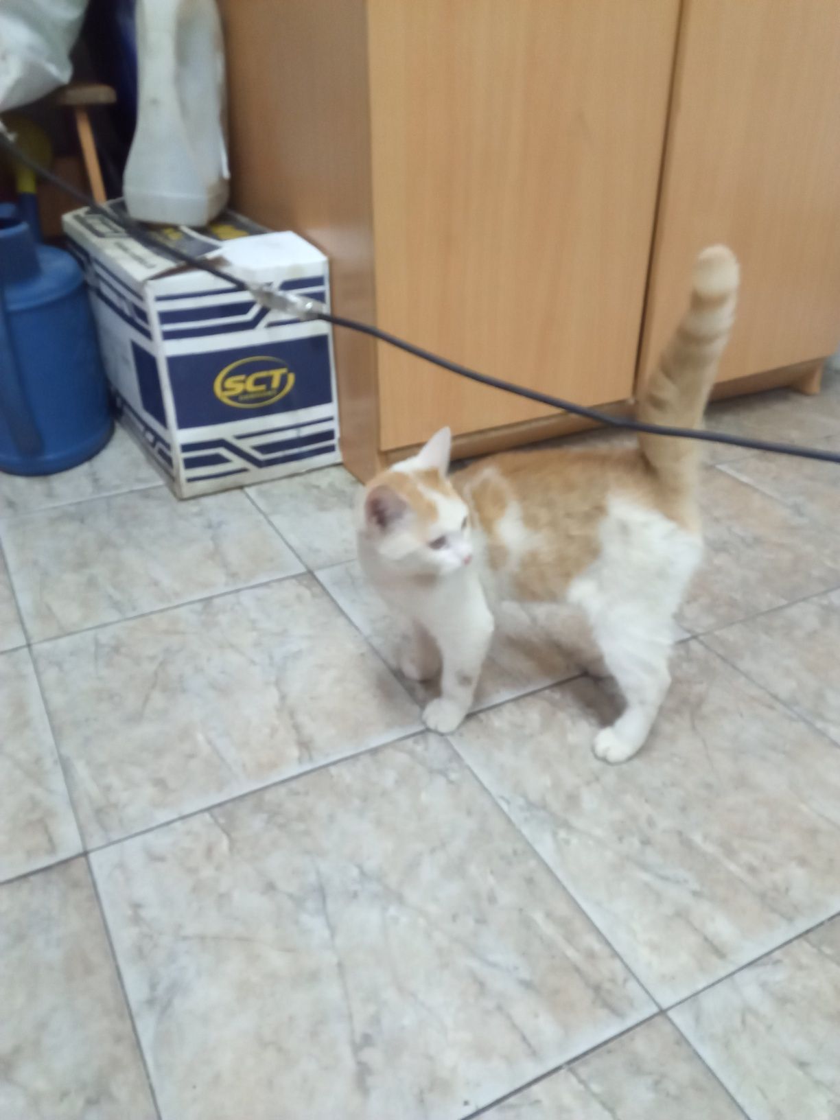 Отдам в надёжные руки