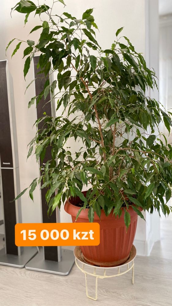 Продам комнатные цветы срочно