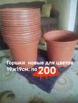 Продам Горошки для комнатных оастений