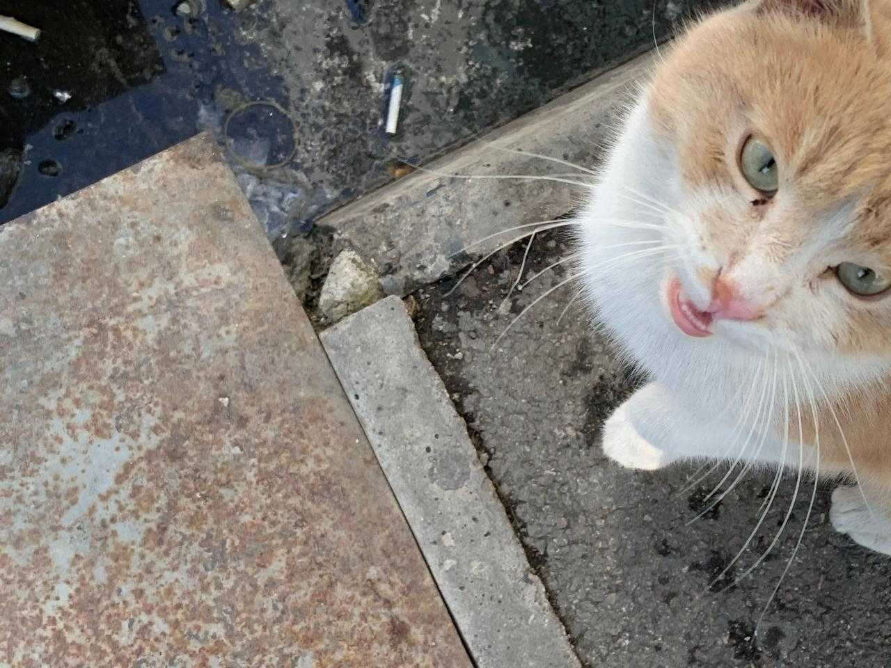 Пристраивается бездомный КОТ в добрые руки бесплатно