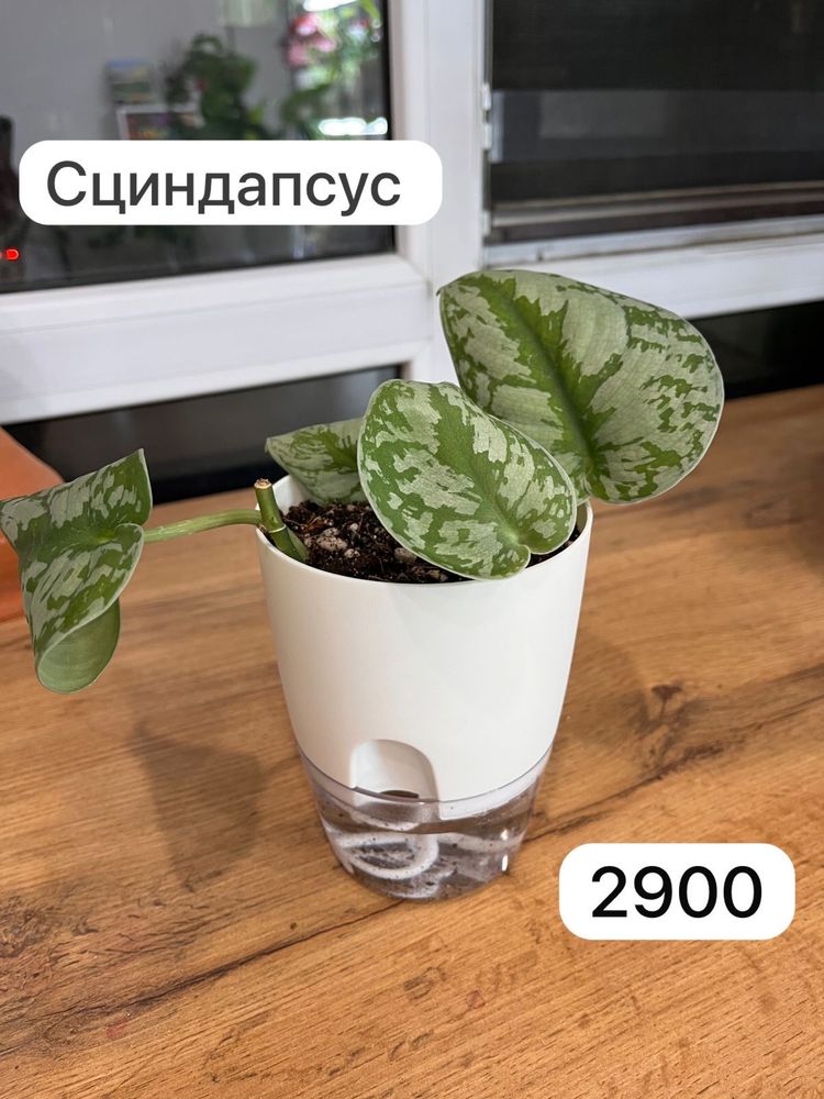 Комнатные растения