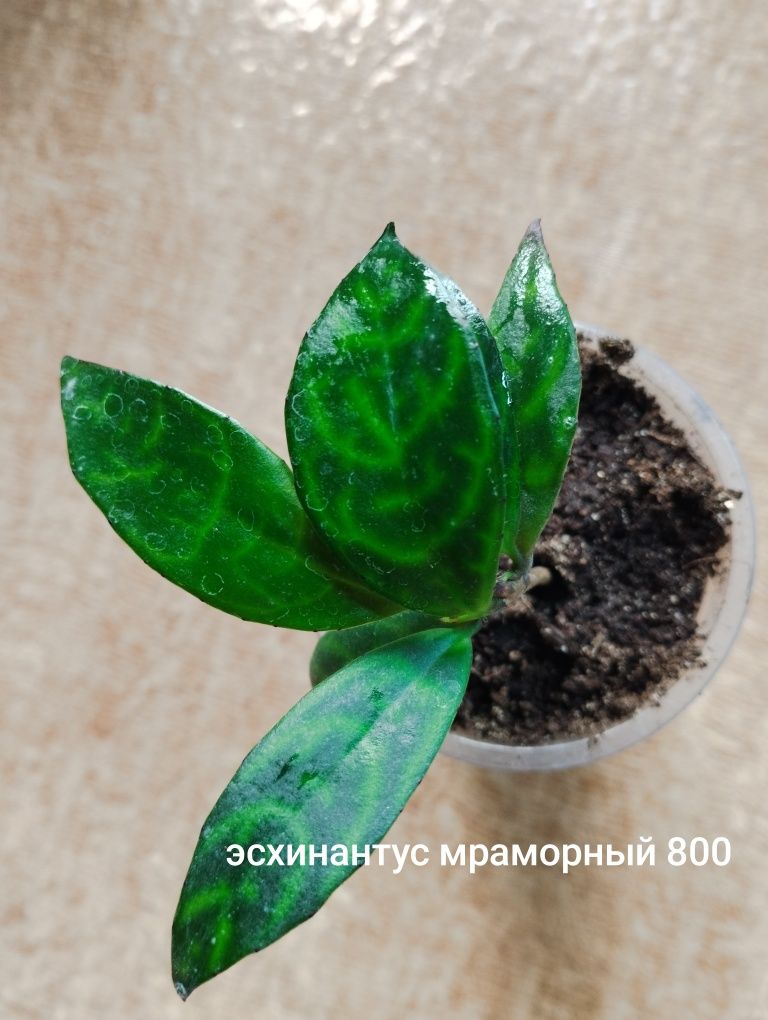 комнатные цветы не дорого