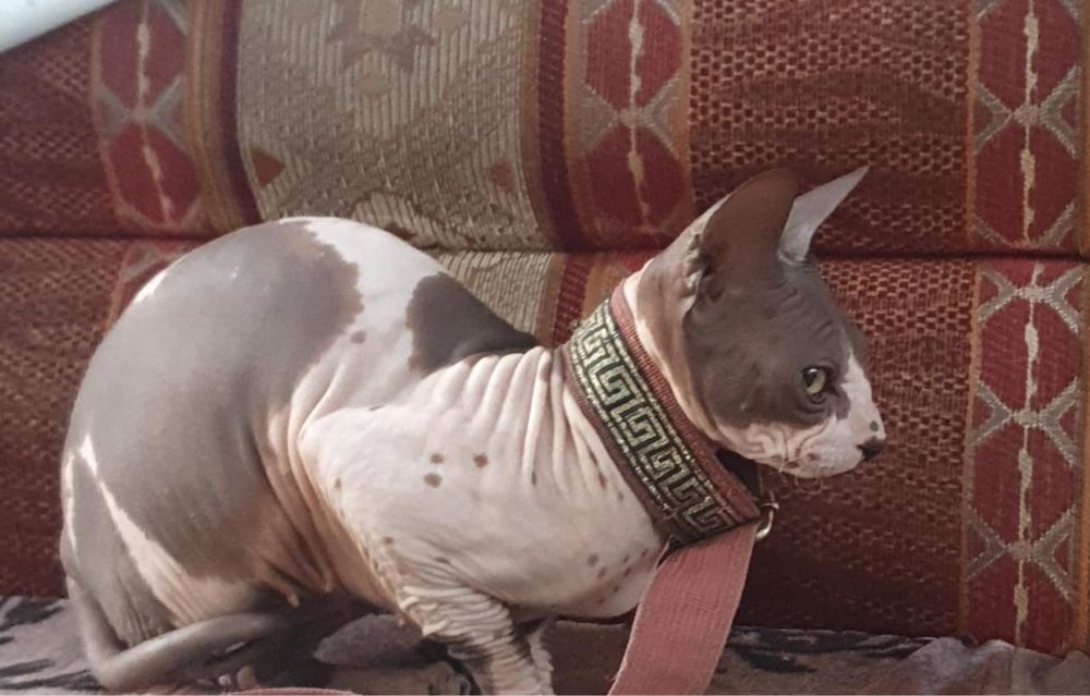 Кошка сфинкс продаеться